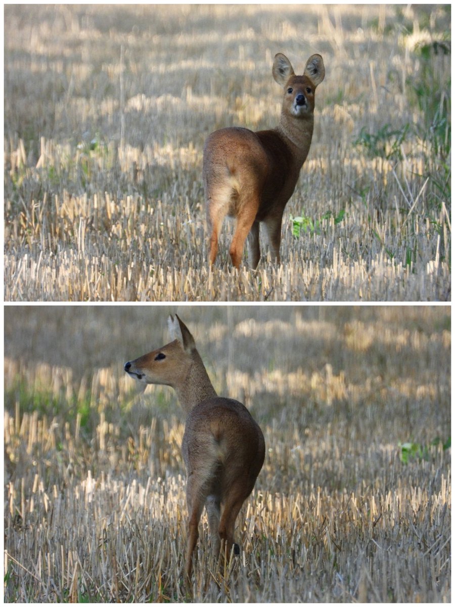 Good morning have a nice weekend #chinesewaterdeer #deer 🦌