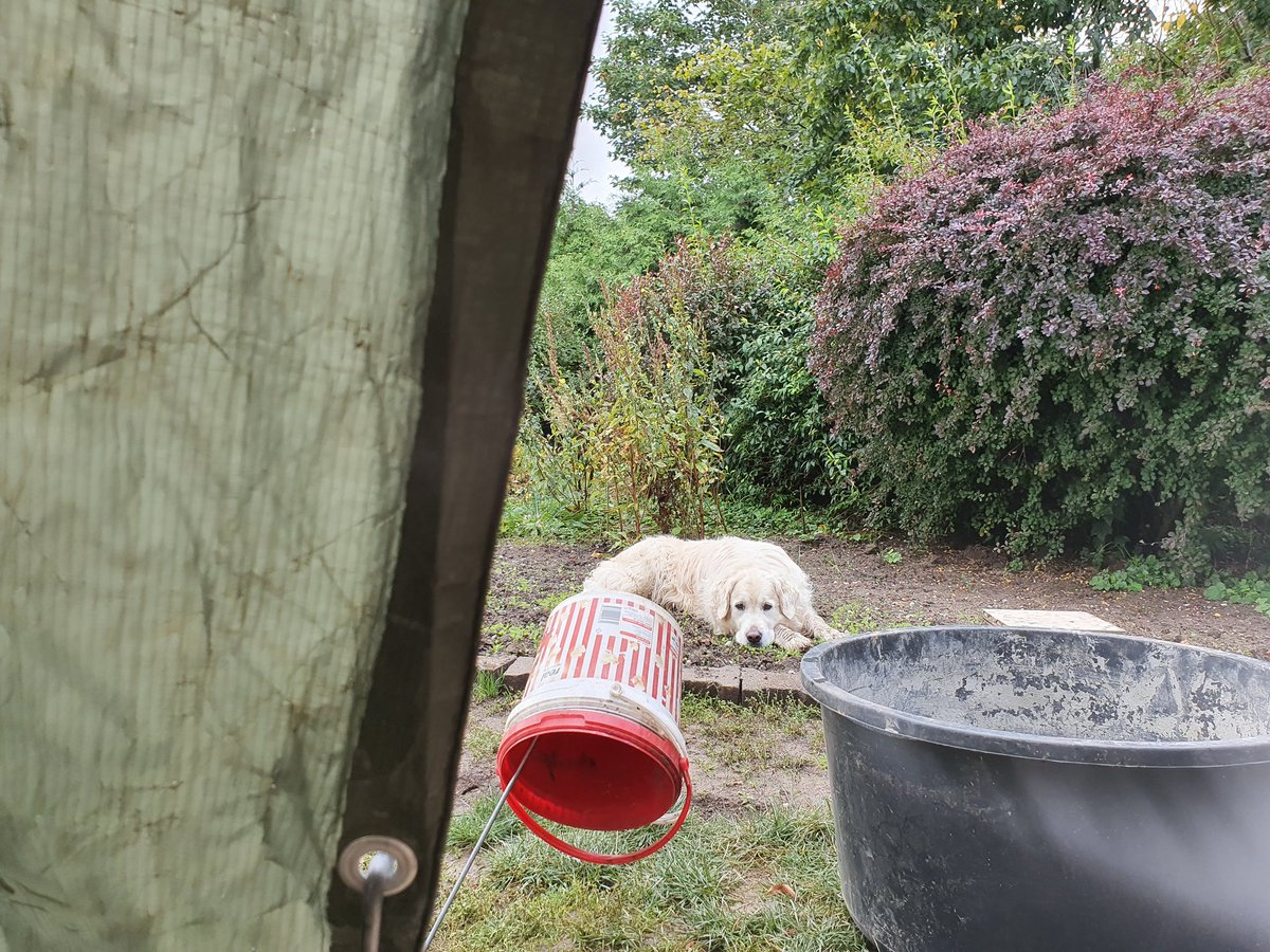 DelvinWittert's tweet photo. Schon wieder dieser schöne Steinsandmatsch. Den ich nicht haben darf. Wahnsinn. Trotz schönem Eimer. Dann liege ich eben brav im Beet. #FuerMehrBetonFuerHunde #WeicheKeimlingeAmBauch #BetonrinderSindBeimKauenHart ... #DogsofTwittter https://t.co/bSapnebs4c