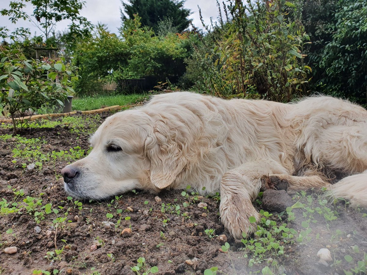 DelvinWittert's tweet photo. Schon wieder dieser schöne Steinsandmatsch. Den ich nicht haben darf. Wahnsinn. Trotz schönem Eimer. Dann liege ich eben brav im Beet. #FuerMehrBetonFuerHunde #WeicheKeimlingeAmBauch #BetonrinderSindBeimKauenHart ... #DogsofTwittter https://t.co/bSapnebs4c