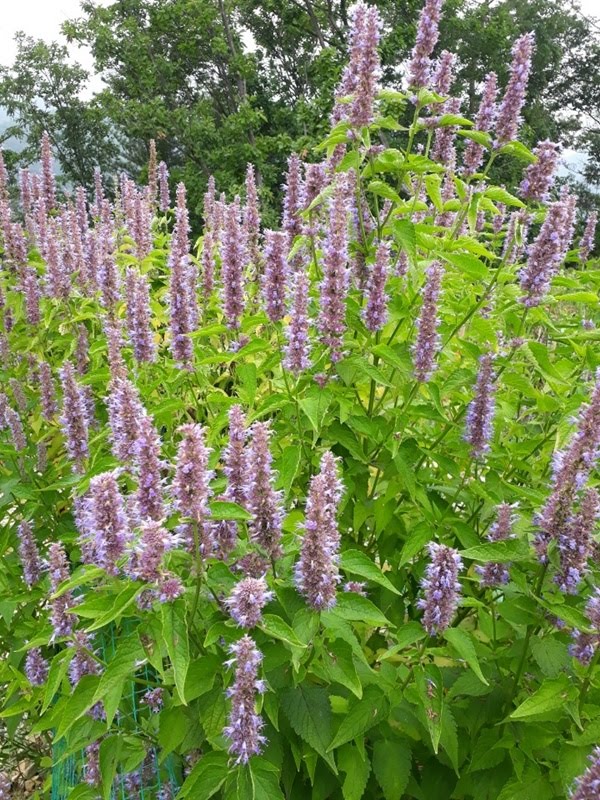 서울에서는 '좋은 냄새가 나는 계절 풀' 정도로만 인식하던 것을 경상도 지역에서는 얼큰한 탕국 같은 것을 끓여서 고수처럼 위에 뿌려먹는 것을 보고 조금의 문화충격을 겪었다. 생각해보니 고수가 없으면 이걸 먹어도 되겠다는 생각이 들고? 지금도 집앞에 지천인데? 그래서 그 풀이 뭐냐면...더보기