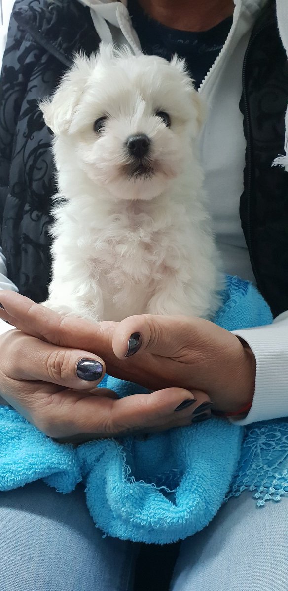 VRzvan1's tweet photo. Miky, the mini toy doggy 😍🤗 https://t.co/lB7zboaOCn