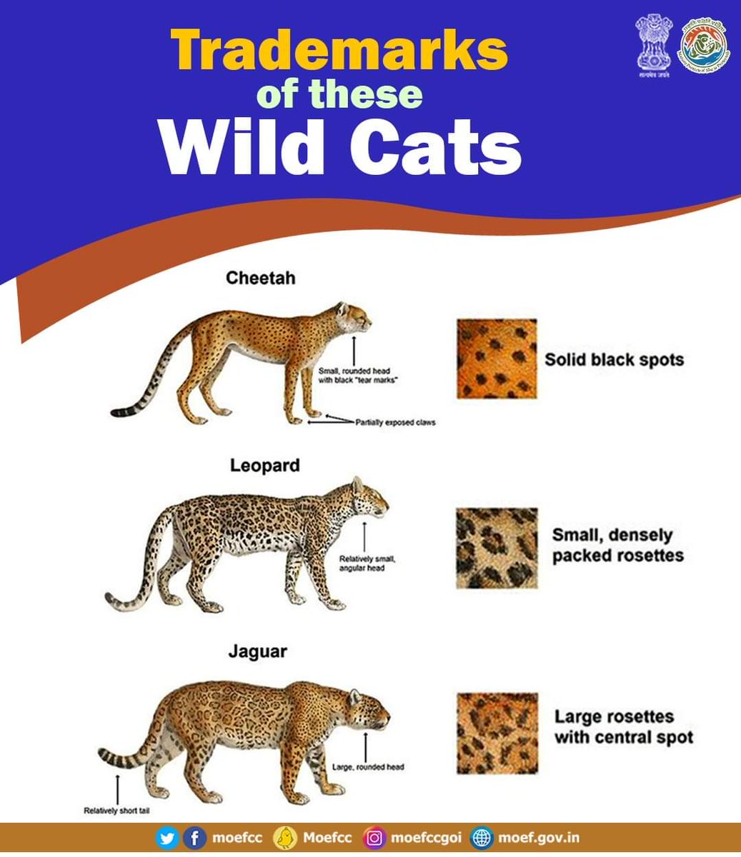 NJNimbark_GFS's tweet photo. #IndiaWelcomesCheetah 
The Government of India Introduce cheetahs, under the 'Action Plan for Introduction of Cheetah '💚
At Kuno National park , MP 
@moefcc @PMOIndia @mpforestdept https://t.co/RRAMat3qrz