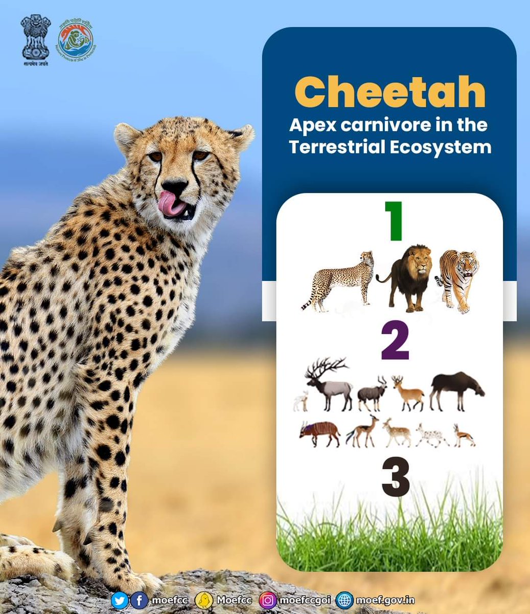 NJNimbark_GFS's tweet photo. #IndiaWelcomesCheetah 
The Government of India Introduce cheetahs, under the 'Action Plan for Introduction of Cheetah '💚
At Kuno National park , MP 
@moefcc @PMOIndia @mpforestdept https://t.co/RRAMat3qrz