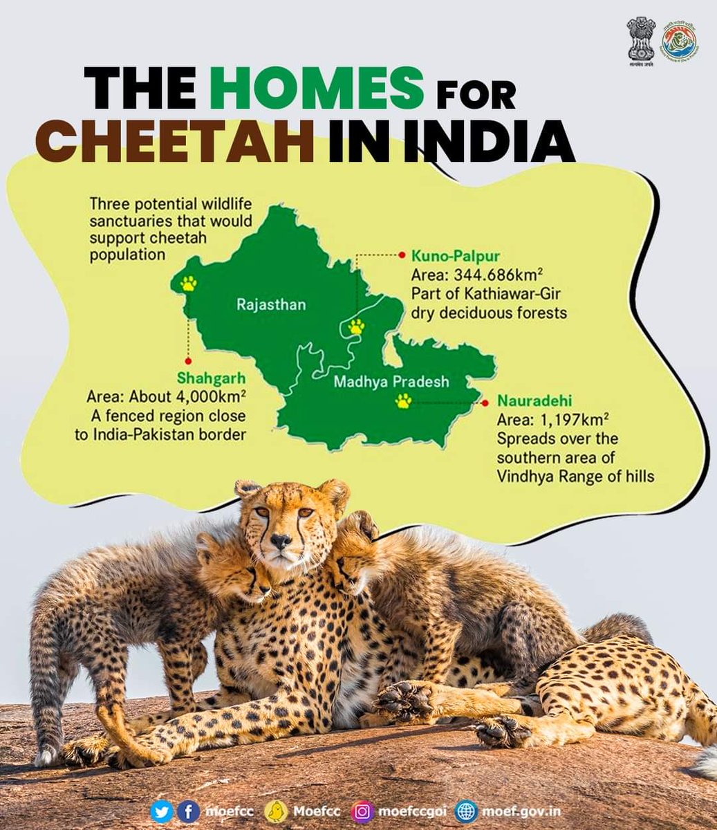 NJNimbark_GFS's tweet photo. #IndiaWelcomesCheetah 
The Government of India Introduce cheetahs, under the 'Action Plan for Introduction of Cheetah '💚
At Kuno National park , MP 
@moefcc @PMOIndia @mpforestdept https://t.co/RRAMat3qrz