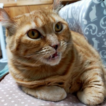 會津めごねこ 福島にある猫カフェ 子猫のへや