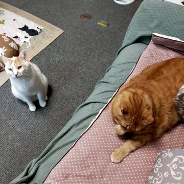 會津めごねこ 福島にある猫カフェ 子猫のへや