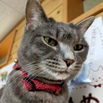 會津めごねこ 福島にある猫カフェ 子猫のへや