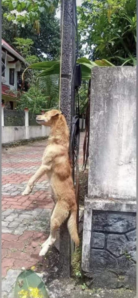 HarmminderS's tweet photo. Behaviour of so called ‘Highest literacy rate’ state people...! Please stop mass killing of stray dogs. 
#Kerala #Keraladogs
@PMOIndia
@narendramodi @Manekagandhibjp @peta @The_Blue_Cross @MoveTheWorldIN @PetaIndia https://t.co/XO6554qPBO