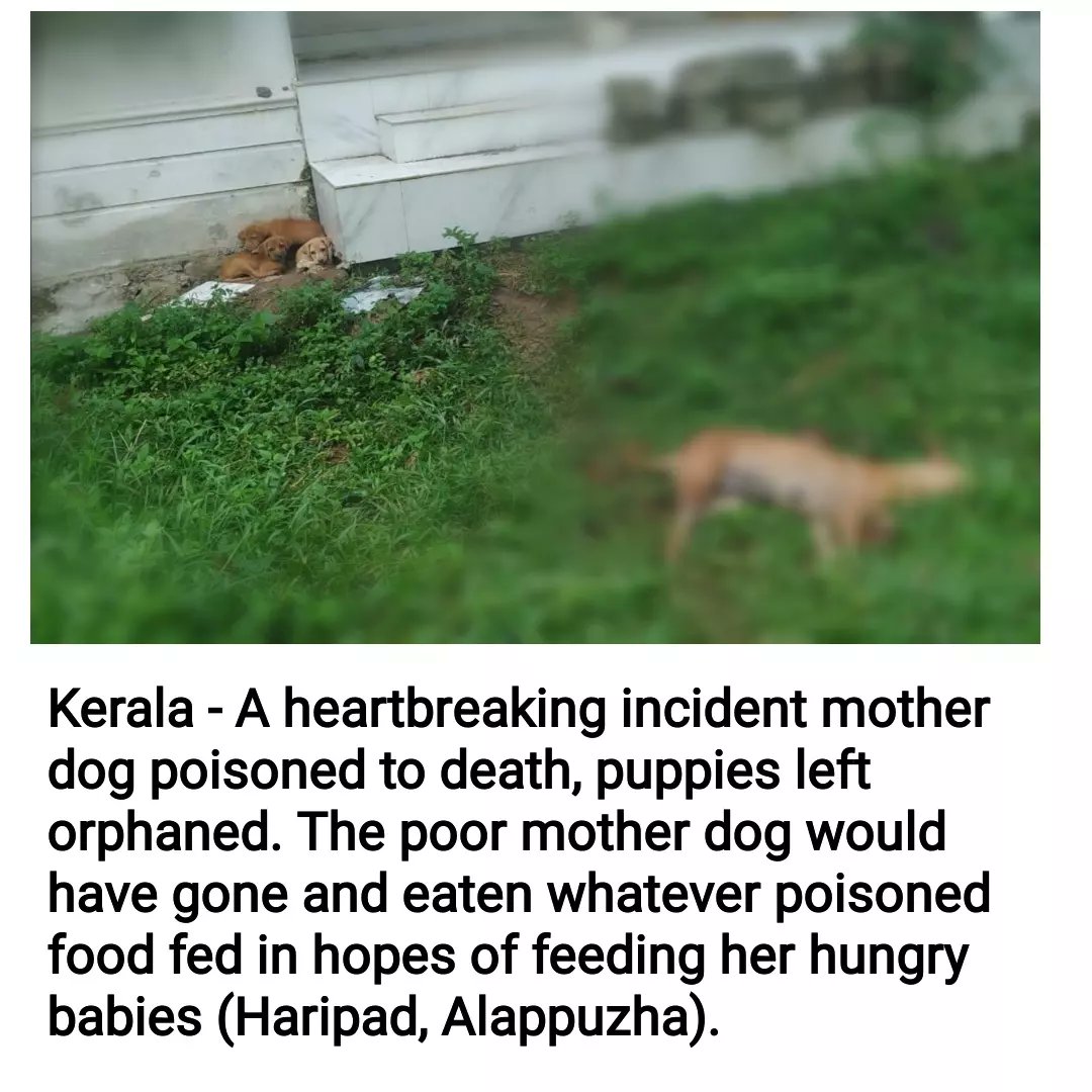 HarmminderS's tweet photo. Behaviour of so called ‘Highest literacy rate’ state people...! Please stop mass killing of stray dogs. 
#Kerala #Keraladogs
@PMOIndia
@narendramodi @Manekagandhibjp @peta @The_Blue_Cross @MoveTheWorldIN @PetaIndia https://t.co/XO6554qPBO