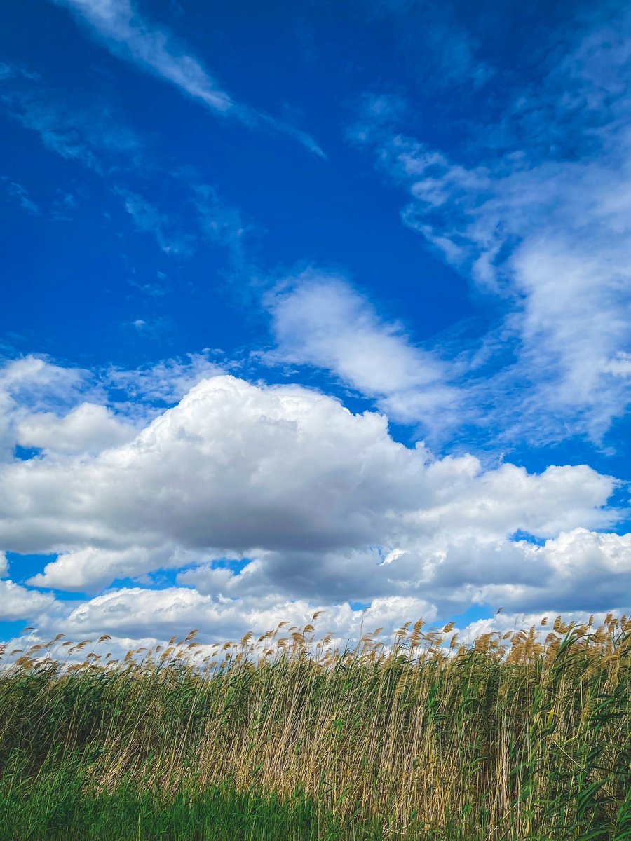 CiroCaldieri's tweet image. Oggi va come tira il vento…

#asthewindblows