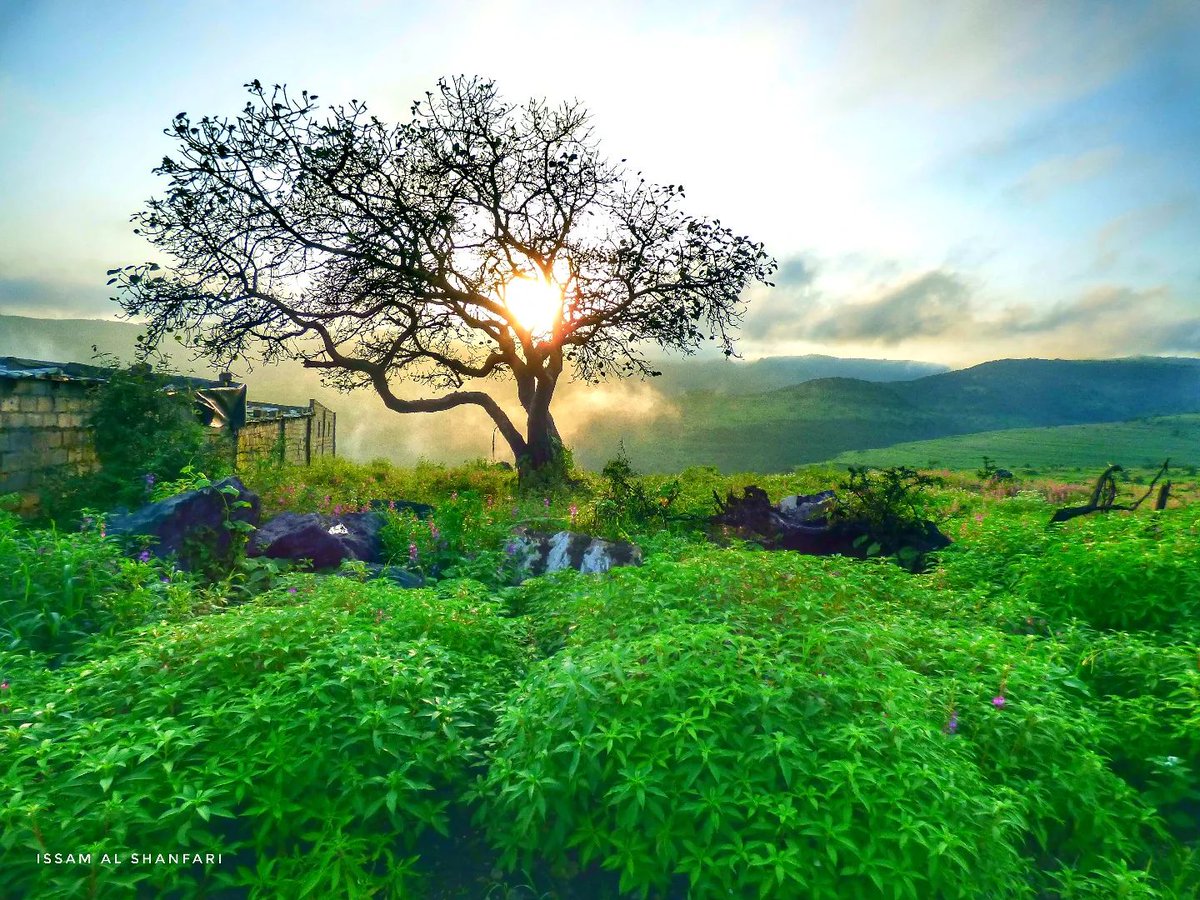 WeatherOmanya's tweet image. يعتبر شهر سبتمبر آخر شهور الصيف، ويفصل بين فصل الصيف والخريف ويمكن أن نشعر فيه بالحرارة أكثر من شهر أغسطس بسبب تراجع تدريجي للرياح الموسمية من سواحل السلطنة وفي نهاية سبتمبر يتراجع نشاط الخريف في #ظفار كذلك ويبدأ محليا ما يعرف بـ #موسم_الصرب