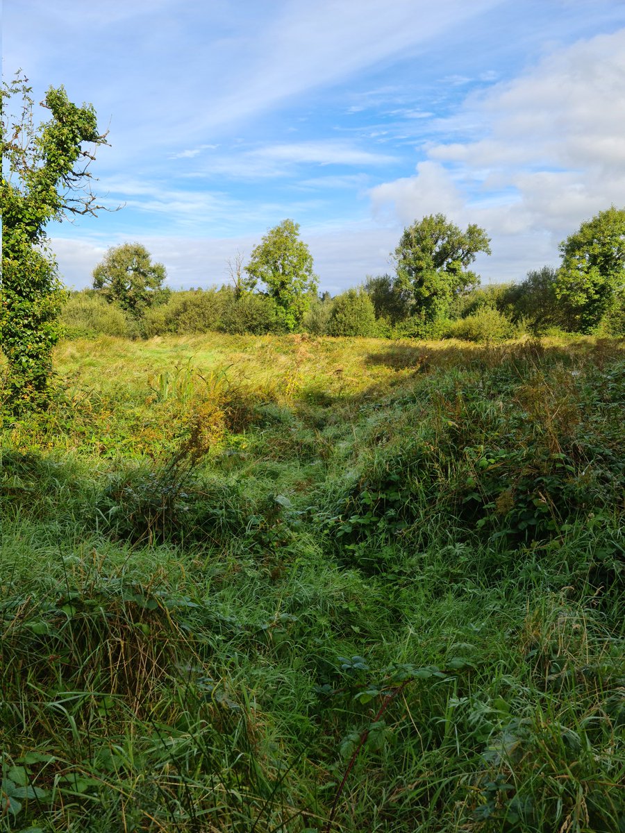 KevHog88_22's tweet photo. I think im doing the opposite of Rewilding. Is #unwilding  a thing? https://t.co/WybfvLv4Jl