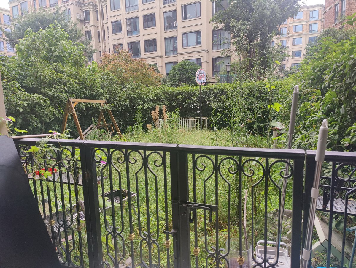 zzjin's tweet photo. 找个地方记录一下龟速翻修院子的过程。第二个周末，锄掉了大约1/3的荒草和垃圾 https://t.co/wVMPpHL4xC