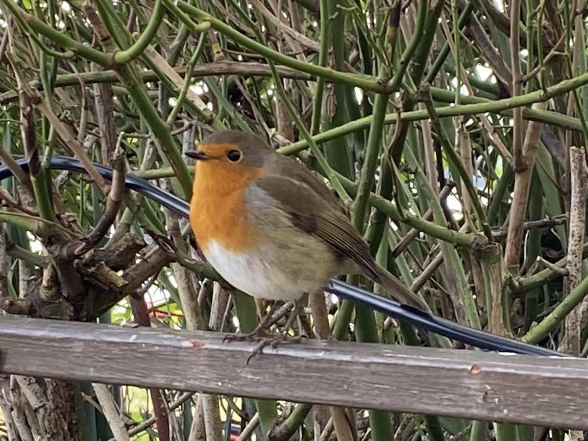 RichardJMurphy's tweet photo. #RobinWatch https://t.co/xfmBEj8Sia