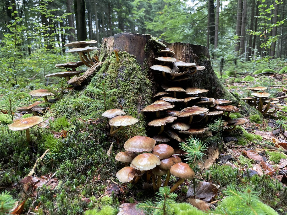 Ivan Buchta tweet media