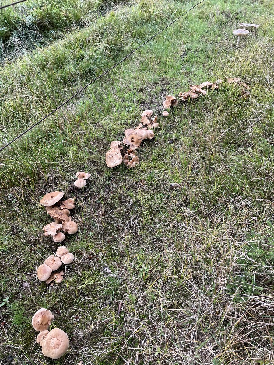 Ivan Buchta tweet media