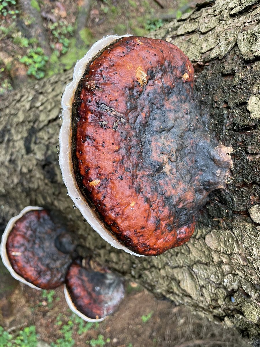 Ivan Buchta tweet media