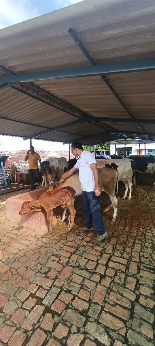PremSagarBhand6's tweet photo. LSD vaccination in progress at banbasa https://t.co/kvQuNoTPqX