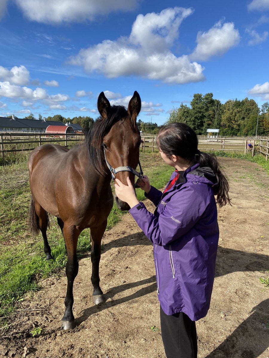 StallRolfJ's tweet photo. Nu har stallet fått förstärkning, 1-årige Yrsa’s Pride e.Muscle’s Wiking BR. Första avkomman till Yrsa Brick som vi hade i stallet hela tävlingskarriären. https://t.co/YedVH27pCc