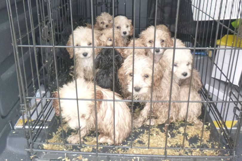 AdoptionsUk's tweet photo. If I can get enough people to know that this pet crisis exists in the UK, we might, together, find someone that has the power to act and make change. If we don't keep shouting about this, no change will ever come. 
I'd like to see us as a nation of animal lovers again. https://t.co/5LqvMDwwjm
