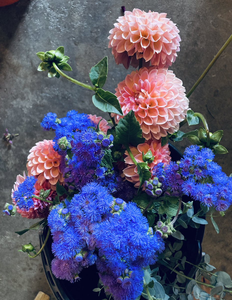 MHJGardenDesign's tweet photo. It was so fun creating these bouquets—the #flowers are just too beautiful! 😍 We also have #inchplant, #creepingjenny, #petunias, #coleus, #sempervivum & #vinca for sale, to spruce up your garden space for autumn. #sixonsaturday
#dahlia #hangingbaskets #cutflowers #farmersmarket https://t.co/Zzuu0HMmUc