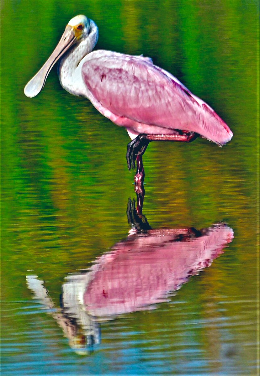 KwikWarren's tweet photo. Hereβs a cool reflection shot I got of a roseate spoonbill at the Viera, Fla. wetlands. #Birding https://t.co/edvLMhVCC1