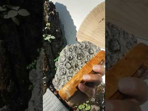 museum_nature's tweet photo. Specially Made Coral Reef Aquarium for Aquatic Landscaping Fish Tank #Shorts EP1 #CoralReef #Sea #Water #Seawater #Ocean [Video]: Specially Made Coral Reef Aquarium for Aquatic Landscaping Fish Tank #Shorts If you enjoyed this video and want to support… https://t.co/d4lIMvAut8 https://t.co/GG9BdkIPO0