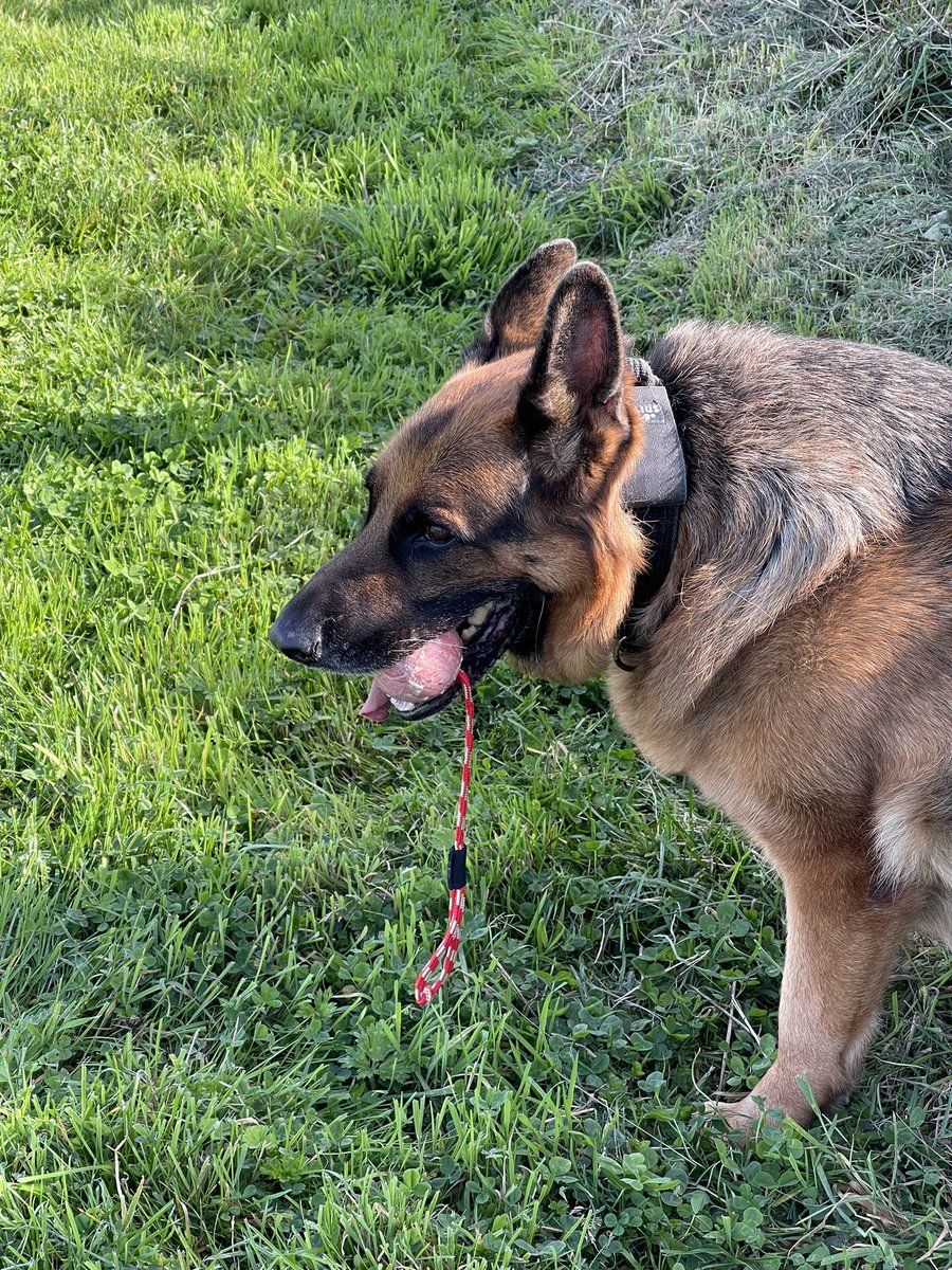 Bear_GSD's tweet photo. Enjoy the morning sun and cool temps with some fun tracks https://t.co/5UT5gwRvUu