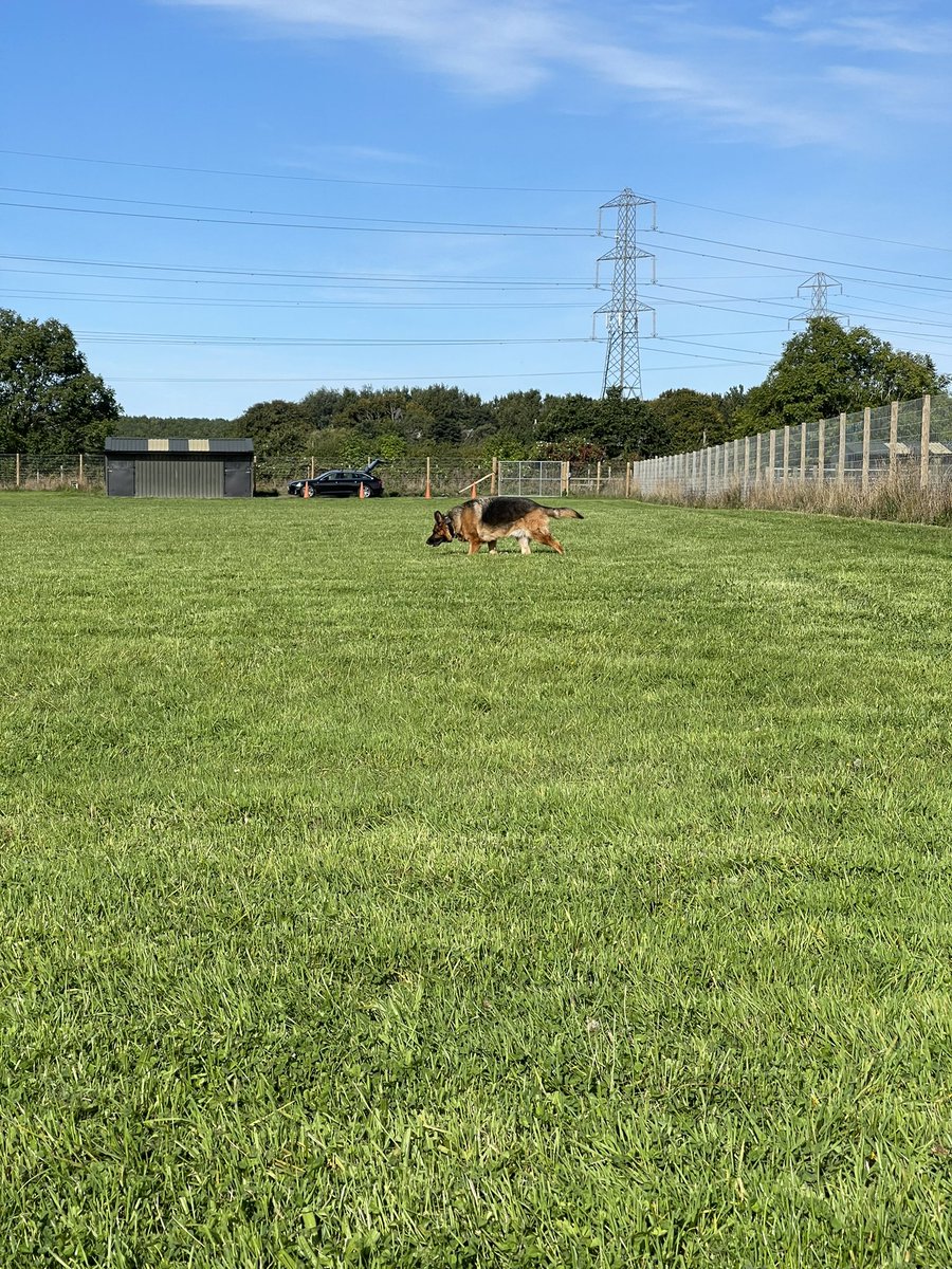 Bear_GSD's tweet photo. Enjoy the morning sun and cool temps with some fun tracks https://t.co/5UT5gwRvUu