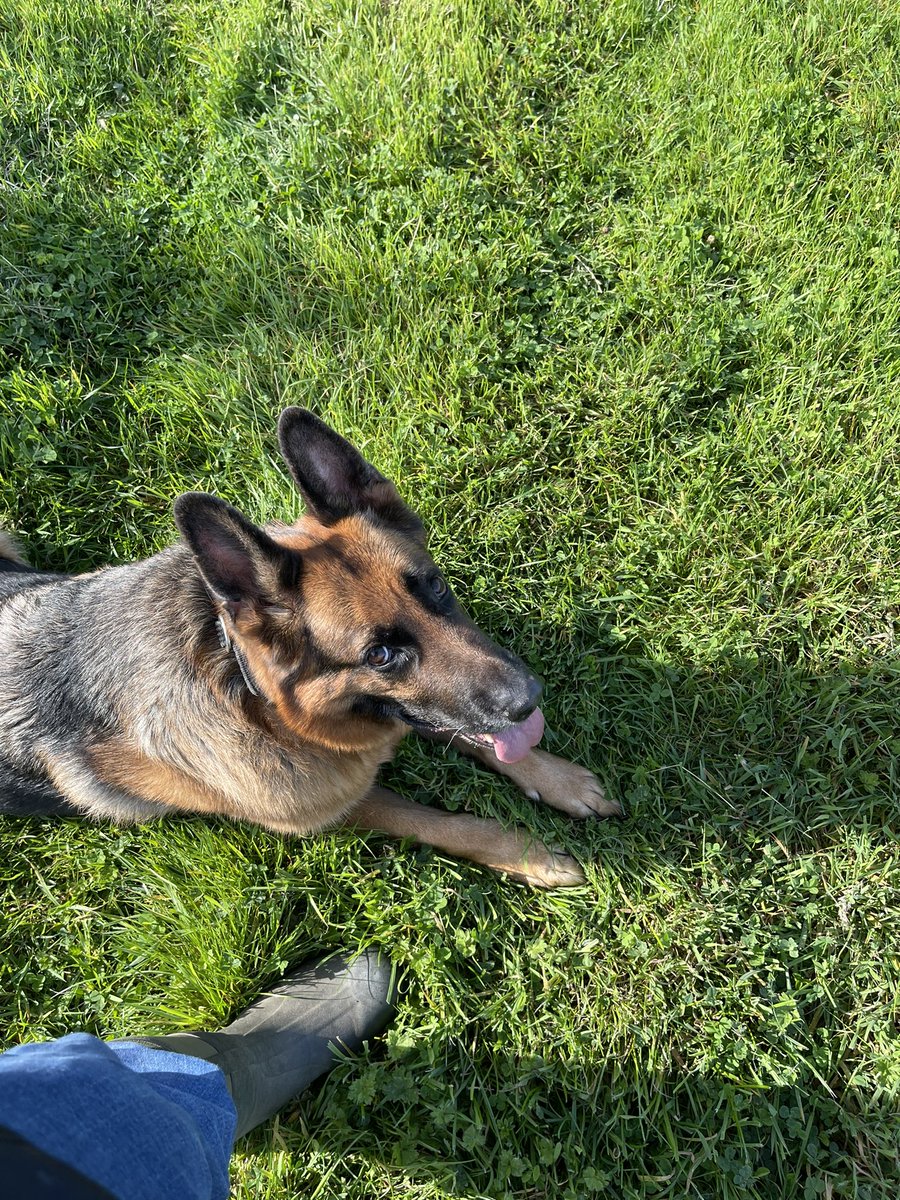 Bear_GSD's tweet photo. Enjoy the morning sun and cool temps with some fun tracks https://t.co/5UT5gwRvUu