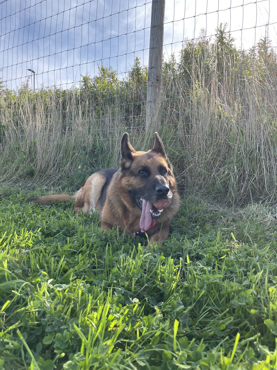 Bear_GSD's tweet photo. Enjoy the morning sun and cool temps with some fun tracks https://t.co/5UT5gwRvUu