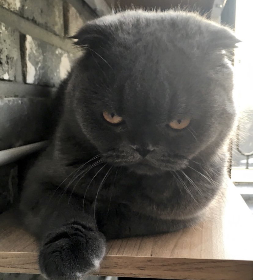 memoryau_'s tweet photo. Bomb..Where r u ??
miss so much 🥺🐈‍⬛💕 https://t.co/B2IX4d4A4s
