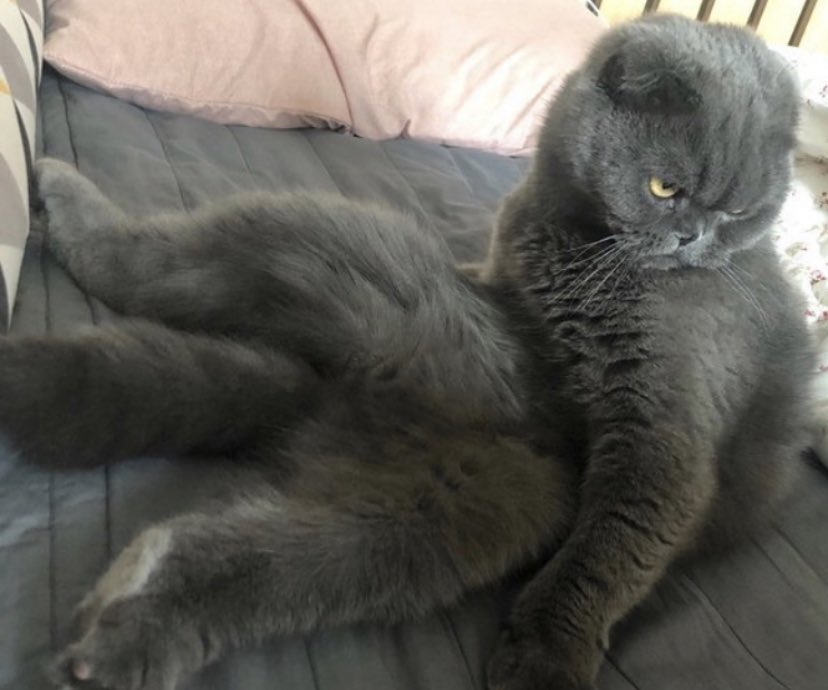 memoryau_'s tweet photo. Bomb..Where r u ??
miss so much 🥺🐈‍⬛💕 https://t.co/B2IX4d4A4s