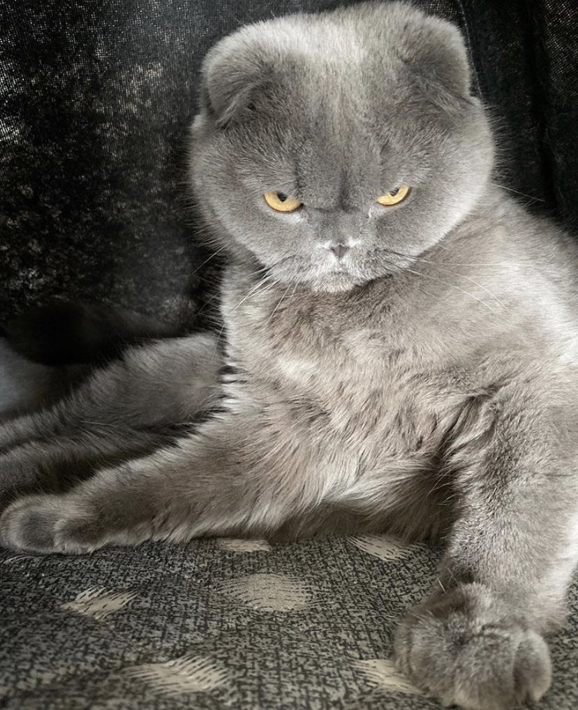 memoryau_'s tweet photo. Bomb..Where r u ??
miss so much 🥺🐈‍⬛💕 https://t.co/B2IX4d4A4s
