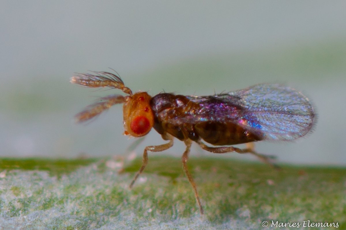 MariesElemans's tweet photo. #Trichogramma #brassicae is + 0,5 mm 'groot' en kan niet goed vliegen. Ze legt tot zeven eitjes in één eitje van het #koolwitje. https://t.co/QZrjtAZX2P