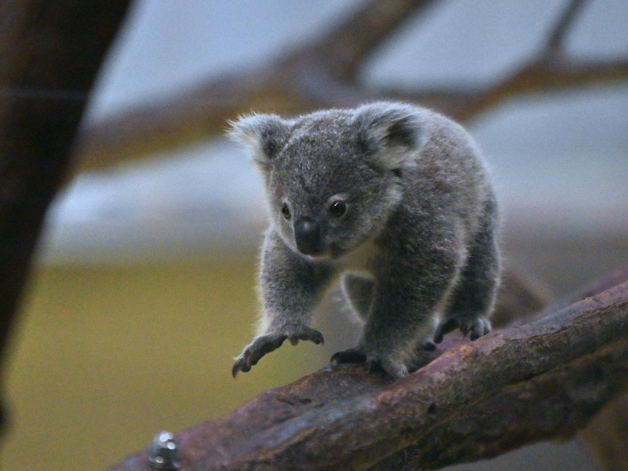 草木と小さな動物 草木と小さな動物
