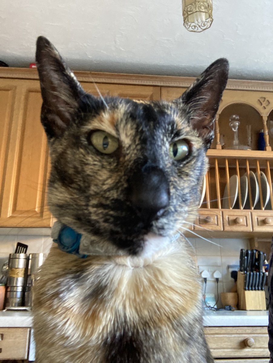 davidsupercat's tweet photo. #DillyCat https://t.co/a8X82PEoLr
