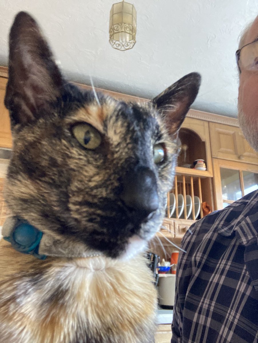 davidsupercat's tweet photo. #DillyCat https://t.co/a8X82PEoLr