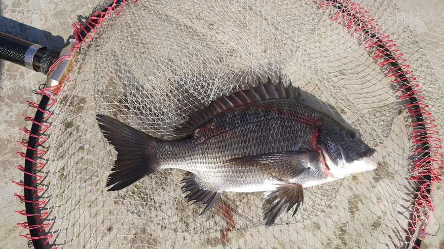 紀州釣りダンゴの握り方 1分持つダンゴの理由とコントロールに仕方 釣りとキャンプのマガジンblue S