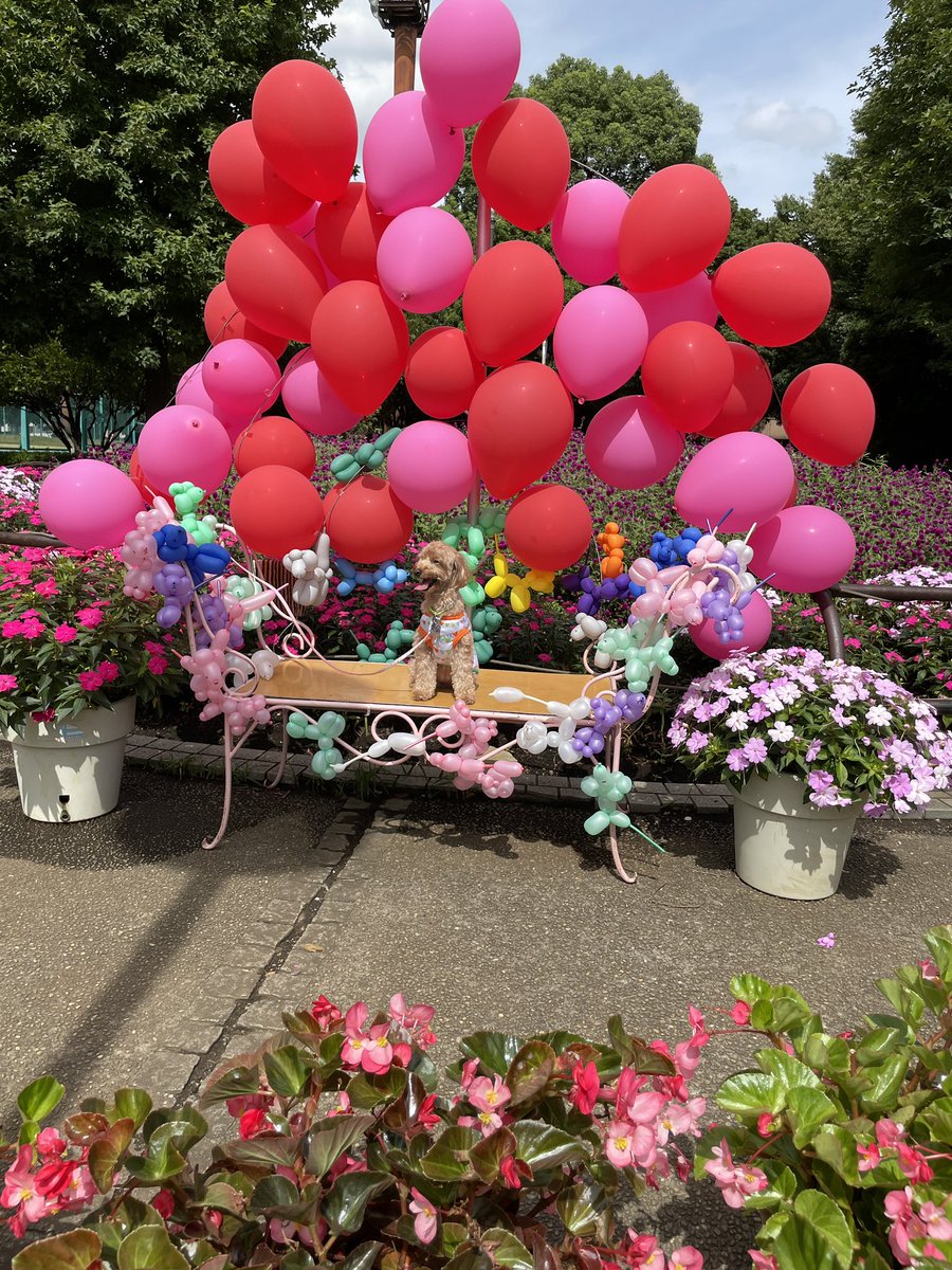 yagi_encho's tweet photo. 【入船公園】
今日はドッグフェスタがあったよ
フォトスポットでは
たくさんのワンちゃんが
写真を撮ったよ！

#イベントも盛りだくさんな公園
#ドッグフェスタ
#フォトスポット https://t.co/50IK3uXU3r