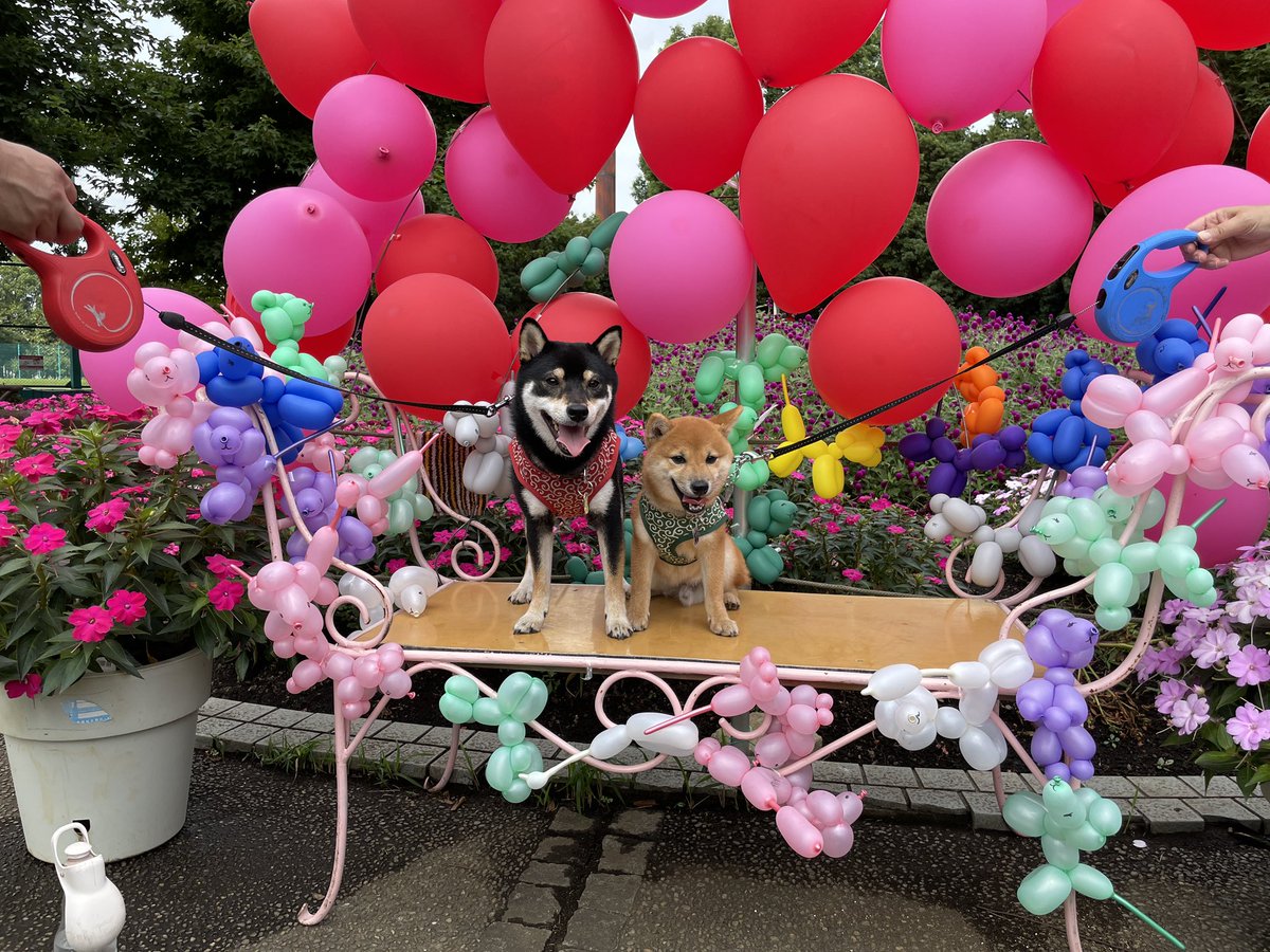 yagi_encho's tweet photo. 【入船公園】
今日はドッグフェスタがあったよ
フォトスポットでは
たくさんのワンちゃんが
写真を撮ったよ！

#イベントも盛りだくさんな公園
#ドッグフェスタ
#フォトスポット https://t.co/50IK3uXU3r