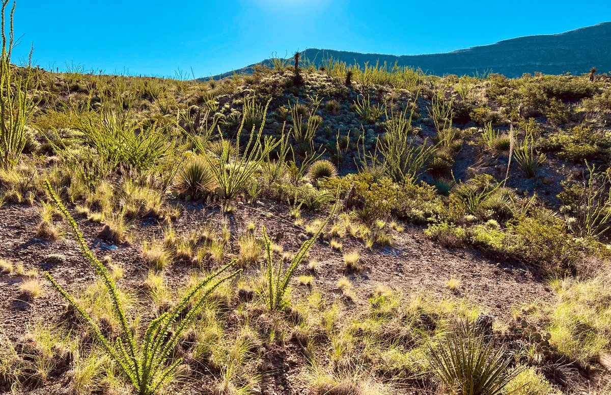 AlBocian's tweet photo. Here are some recent #Photos of mine from @NewMexico & @ArizonaTourism
#Octillo & #Mountains
#Historic #Adobe #School
#Stairs at #FortStanton #GolfCourse
#Flowers & #Rock formations at #Lake Watson
#Art #photography #History #Travel #Adventure https://t.co/AaHv9SPZUd