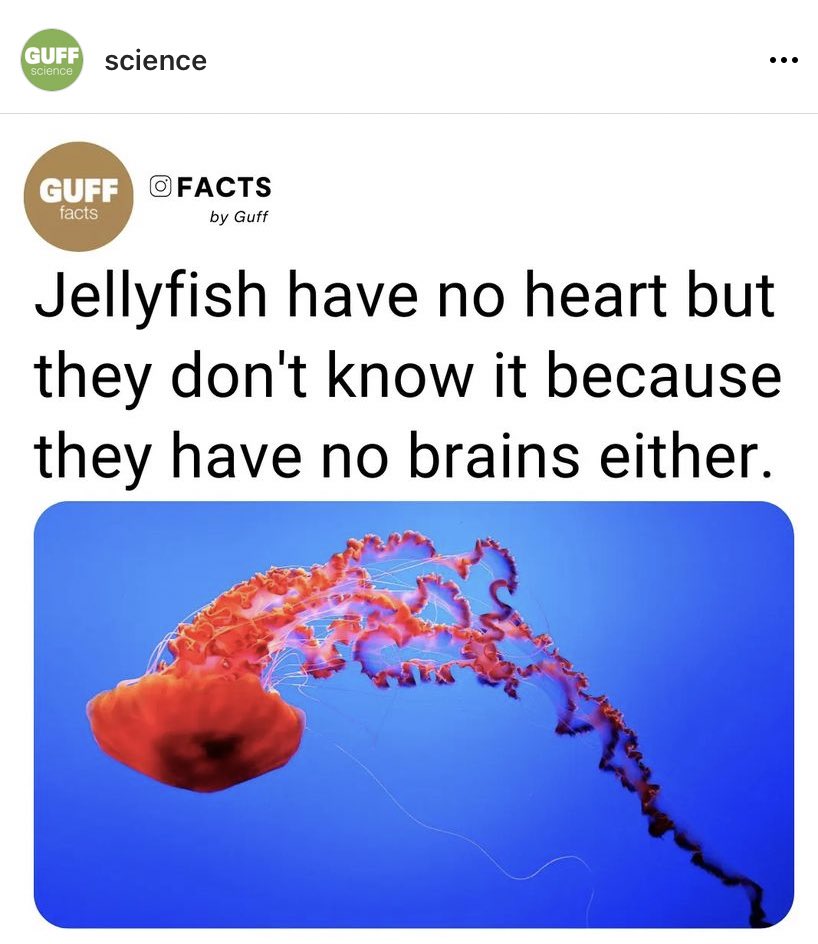 harvharrison's tweet photo. never knew a jellyfish and  @essrahlaferme had so much in common https://t.co/I4nAEExjfn
