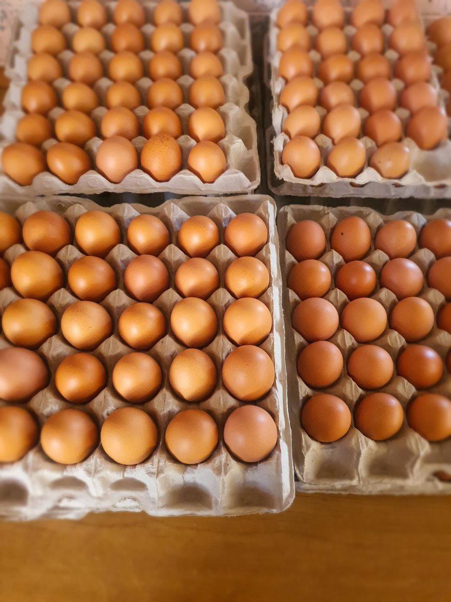 misLaah04's tweet photo. Le mae a teng ditsala. 50 Pulas for a tray of 30. https://t.co/ORRoevARlU