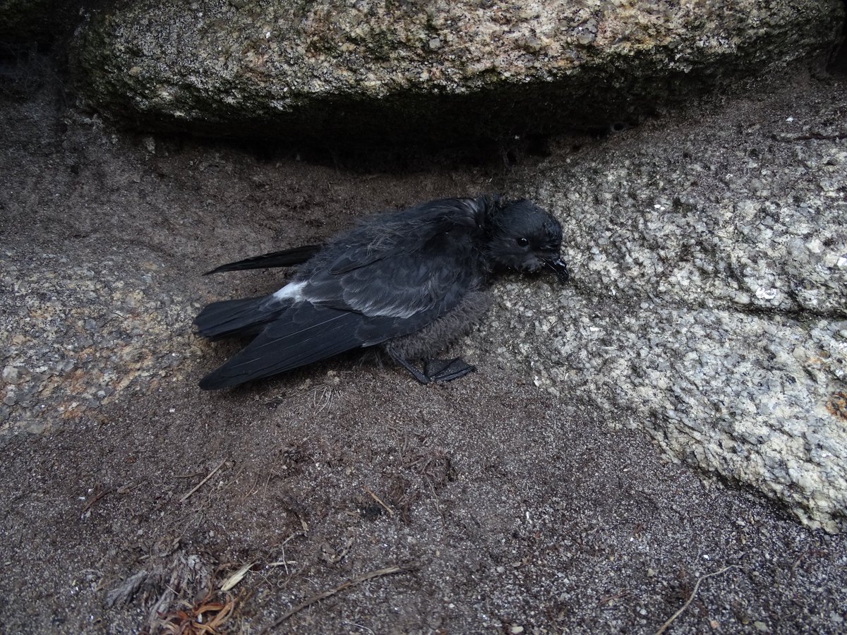 Most of the late breeders have failed and only a few #stormies chicks are still in their nest-site in #Molene archipelago, close to fledge