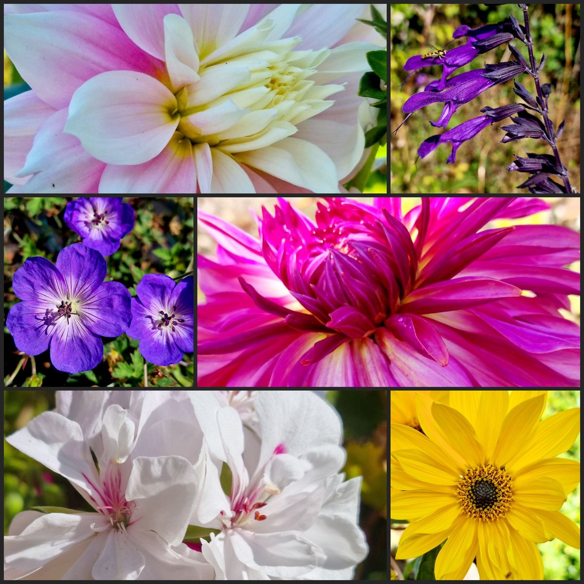 Just had a wander around the garden and found these for #sixonsaturday. Hope you have a great weekend 😊🌸