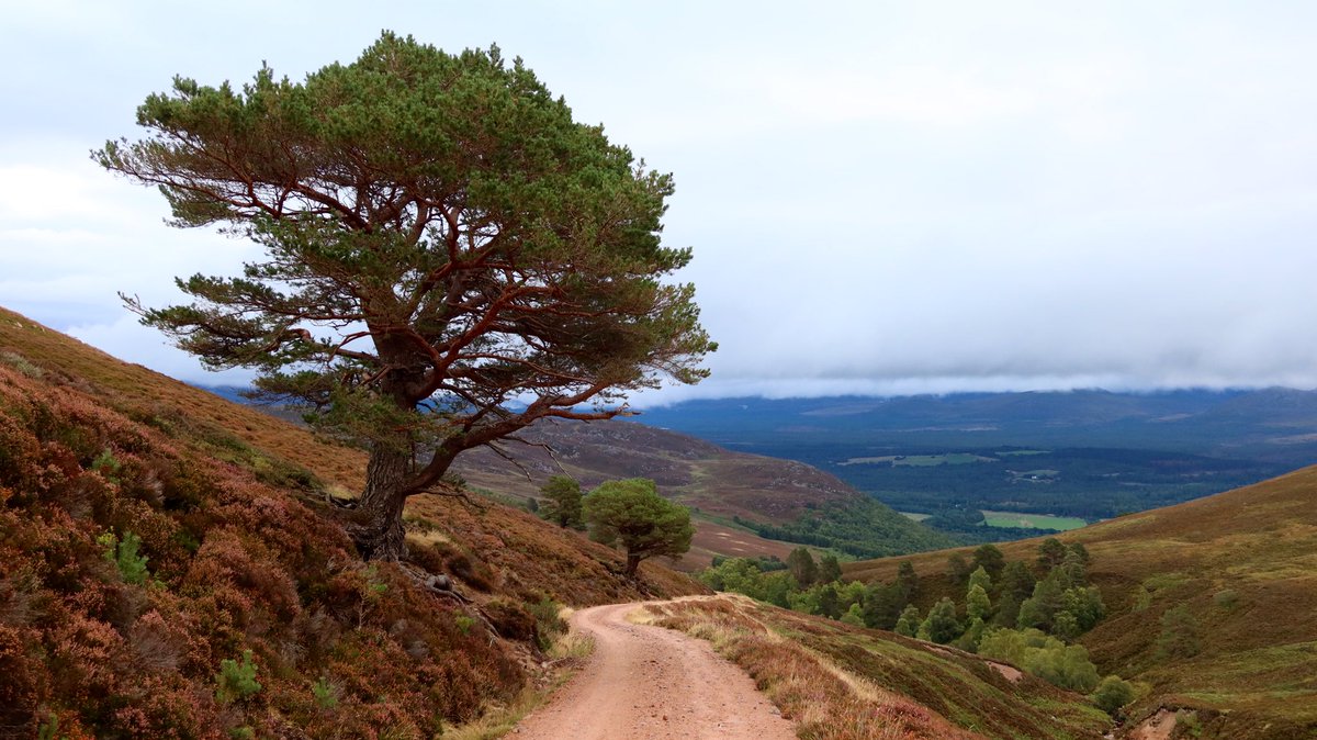 reizkultur's tweet photo. Burma Road. What a great route to cycle. Great route to cycle north out of the Cairngorms. #cycling #gravel #bikepacking https://t.co/1kKw0PX3t8
