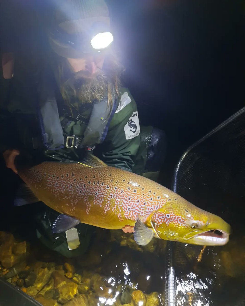 JaakkoErkinaro's tweet photo. Sampling spawning Atlantic #salmon in #Utsjoki , a tributary of the mighty #Teno (or #Tana) river: a longterm genetic #pedigree study extending now to 4th salmon generation, led by @FishConGen, with Mikko Ellmén
@helsinkiuni @LukeFinlandInt @TenoSalmon https://t.co/8lm8uWqq8B