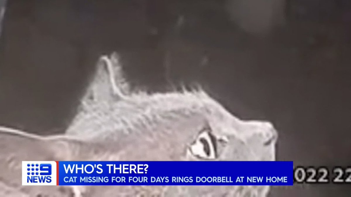9News Perth on Twitter "Four days after their cat disappeared while