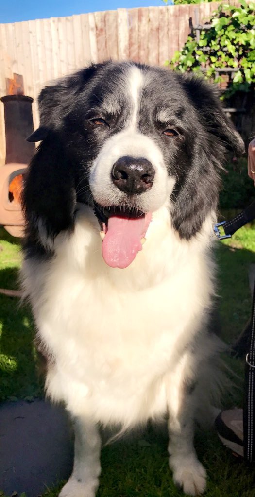 kathylauramoss's tweet photo. R.I.P. Sonny. 02/05/07-16/09/22
He was the goodest of good boys, and leaves a huge hole in our hearts. Love you SunBun 💔 https://t.co/MKDTSorUSY